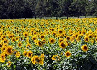 Sunflowers in Yellow Springs