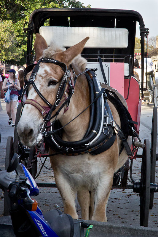 NOLA_march15_4733_cropx