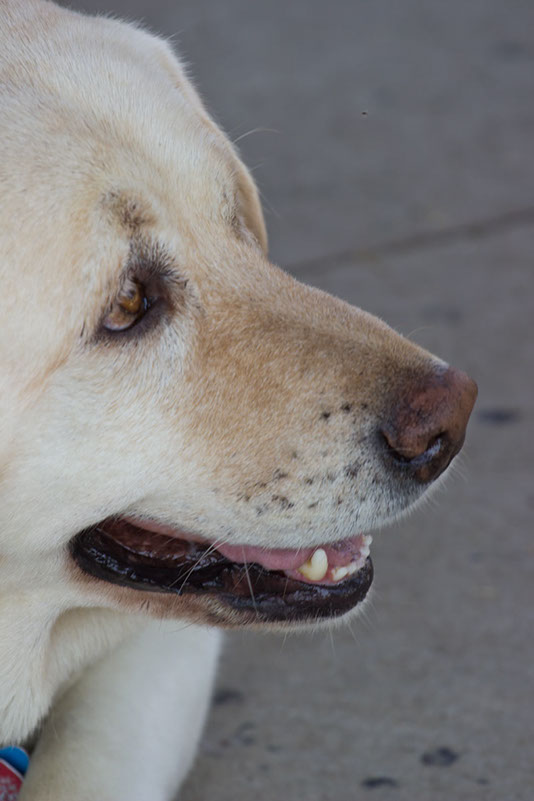 bark_park_060714_6567x