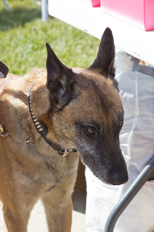 bark_park_060714_6467x