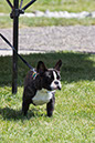 bark_park_060714_6525x