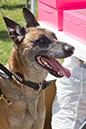 bark_park_060714_6469x