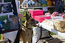bark_park_060714_6465x
