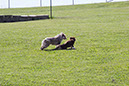 bark_park_060714_6554x