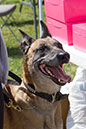 bark_park_060714_6466x