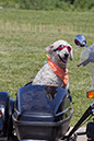 bark_park_060714_6648x