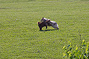 bark_park_060714_6553x