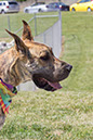 bark_park_060714_6591x